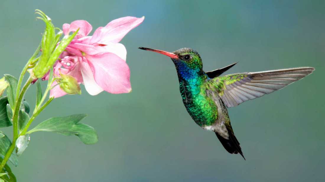 hummingbird 2